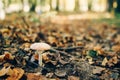 Fly agaric mushroom in autumn leaves in sunny woods. Mushroom hunting in autumn forest. Amanita muscaria. Poisonous fungi. Copy Royalty Free Stock Photo