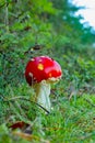 fly agaric mushroom at Baiersbronn in Germany