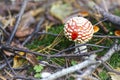 Fly agaric Royalty Free Stock Photo