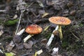 Fly agaric Royalty Free Stock Photo