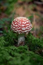 Fly agaric mushroom close-up