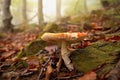 Fly agaric mushroom in the foggy forest Royalty Free Stock Photo