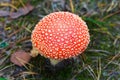 Fly-agaric mushroom in a forest, closeup photo Royalty Free Stock Photo