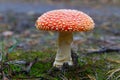 Fly-agaric mushroom in a forest, closeup photo Royalty Free Stock Photo