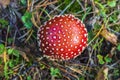 Fly agaric mushroom at the forest floor Royalty Free Stock Photo