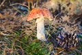 Fly agaric mushroom in the forest among the pine needles and gre Royalty Free Stock Photo