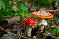 Red Fly agaric mushroom growth on forest floor, fall season nature details Royalty Free Stock Photo