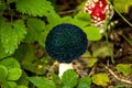 Fly agaric, mushroom in a forest