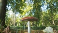 Fly agaric mushroom