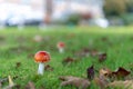 Fly agaric mushroom in grass garden Royalty Free Stock Photo