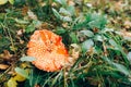 Fly agaric mushroom in green grass and autumn leaves in sunny woods. Mushroom hunting in autumn forest. Amanita muscaria. Royalty Free Stock Photo