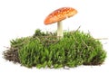 Fly agaric mushroom on green moss isolated over white background Royalty Free Stock Photo