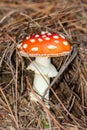 Fly agaric mushroom growing in forest Royalty Free Stock Photo