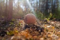 Fly agaric mushroom growing on forest Royalty Free Stock Photo