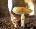 Fly agaric mushroom growing under a tree in the forest. Royalty Free Stock Photo