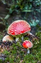 Fly Agaric Mushroom