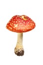 Fly agaric mushroom isolated