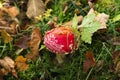 Fly agaric mushroom macro nature photography in autumn green orange and yellow colors forest scenery environment Royalty Free Stock Photo