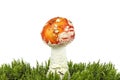 Fly agaric mushroom in moss isolated over white background Royalty Free Stock Photo