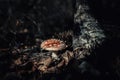 Fly agaric mushroom near a birch tree