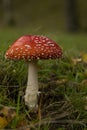 Fly Agaric Mushroom at Padley Gorge