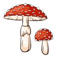 Fly agaric mushroom with red cap and white dots. Amanita muscaria line and cartoon style. Forest poisonous mushroom Royalty Free Stock Photo