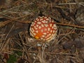 Fly agaric mushroom in the forest red white dots Royalty Free Stock Photo