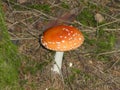 Fly agaric mushroom in the forest red white dots Royalty Free Stock Photo
