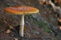 Fly Agaric Mushroom Royalty Free Stock Photo