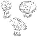 Fly agaric mushroom set