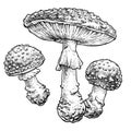 Fly agaric mushroom set. Vector illustration of mushrooms on white background.