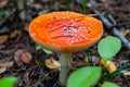 Fly agaric mushroom view. Royalty Free Stock Photo