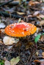 Fly agaric mushroom view. Royalty Free Stock Photo