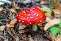 Fly agaric mushroom view. Royalty Free Stock Photo