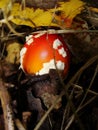 Autumn northern forest. mushroom orange red fly agaric.Fly agaric and moss. Fly agaric mushroom Royalty Free Stock Photo