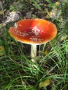 Autumn northern forest. mushroom orange red fly agaric.Fly agaric and moss. Fly agaric mushroom Royalty Free Stock Photo