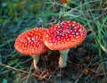 Fly agaric mushrooms - Amanita muscaria Royalty Free Stock Photo