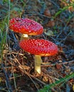 Fly agaric mushrooms - Amanita muscaria Royalty Free Stock Photo