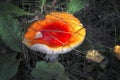 Fly agaric mushrooms (amanita muscaria) growing on forest floor. Royalty Free Stock Photo