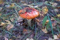 Fly agaric mushrooms (amanita muscaria) growing on forest floor. Royalty Free Stock Photo