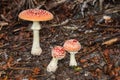 Fly agaric mushrooms Royalty Free Stock Photo