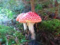 Fly agaric mushrooms Royalty Free Stock Photo