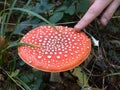 Fly agaric mushroom Royalty Free Stock Photo