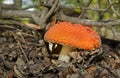 Fly Agaric Mushrooms In A Forest