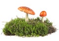 Fly agaric mushrooms on green moss isolated over white background Royalty Free Stock Photo