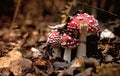 Fly agaric mushrooms growing in the forest. AmanÃÂ­ta Pluteaceae. A poisonous, medicinal mushroom. A bunch of red mushrooms.Close- Royalty Free Stock Photo