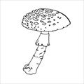 Fly Agaric Outline for the design of autumn products