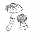 Fly Agaric Outline