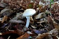 Fly agaric panther mushroom, panther cap or the panther amanita (lat. Amanita pantherina), poisonous mushroom