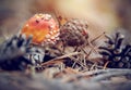 Fly agaric and pine cones. Royalty Free Stock Photo